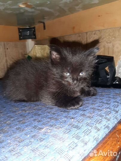 Котята в добрые руки мальчики