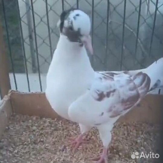Голуби продажа бойные Тула 500р