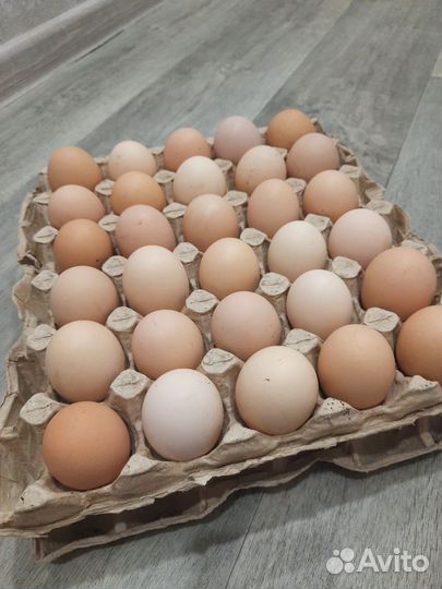 Домашние куриные яйца