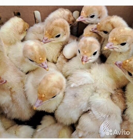 Виктория широкогрудая