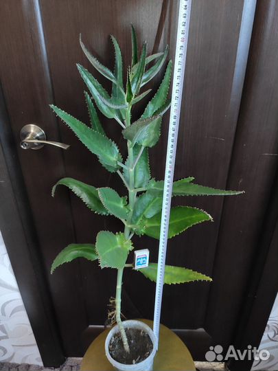 Каланхоэ лечебное