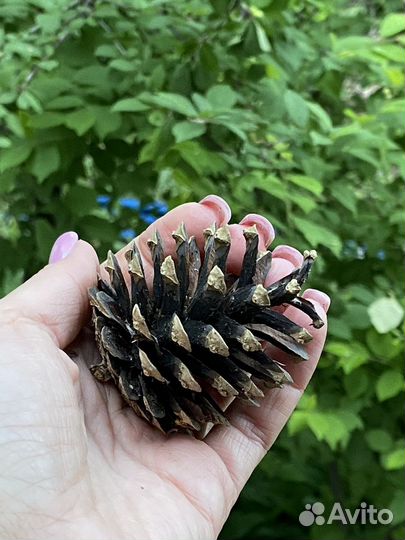 Шишки сосновые