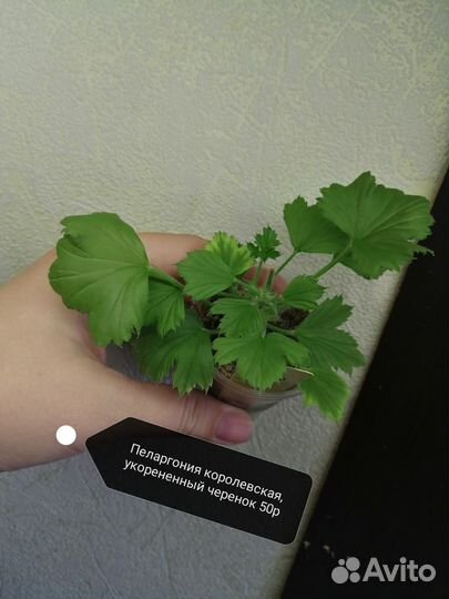 Комнатные растения часть 4