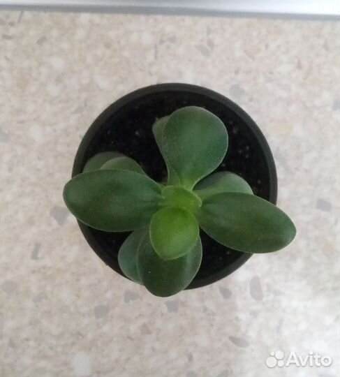 Толстянка крассула денежное