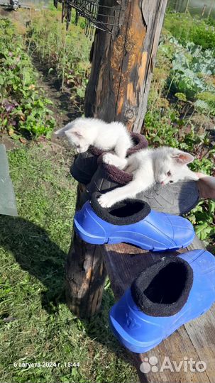Домашние животные котята бесплатно