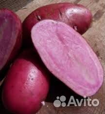 All red - cеменной красный картофель почтой