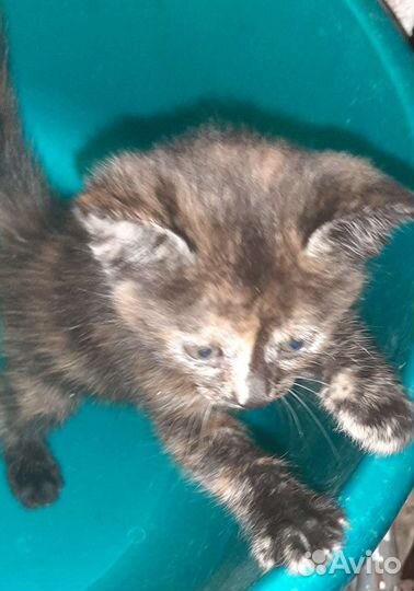 Кошка в дар