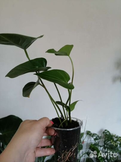 Антуриум красный