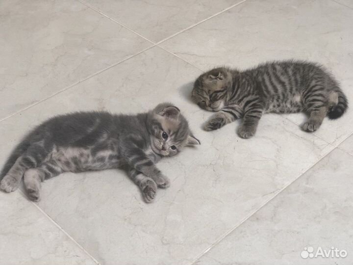 Шотландские котята