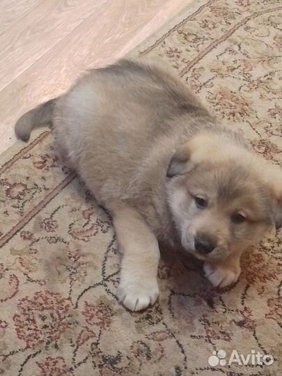Щеночек от лайки