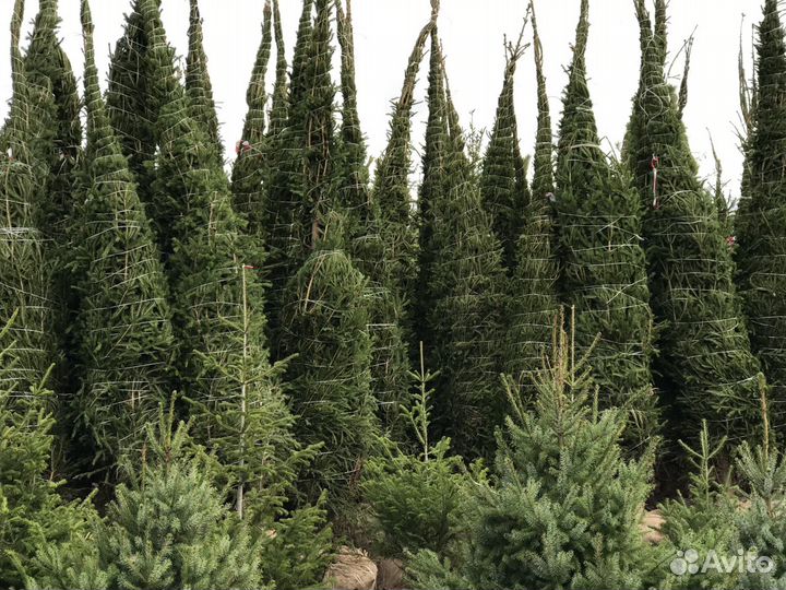 Крупномерные Ели из питомника