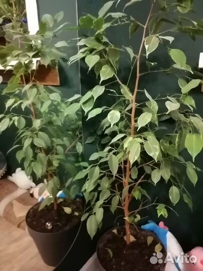 Фикус бенджамина