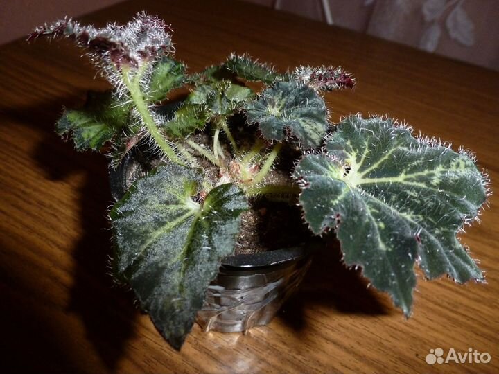 Комнатные цветы