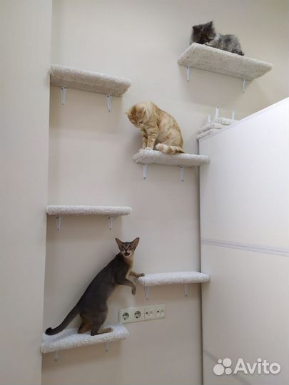 Передержка для кошек