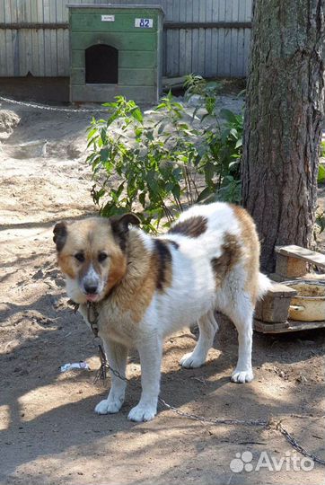 Красавица приюта