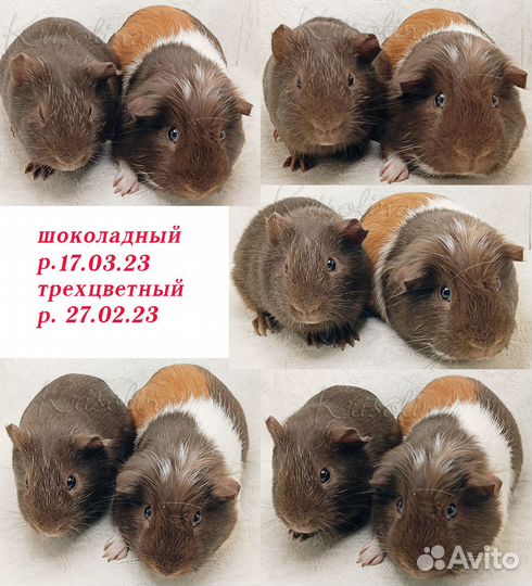 Две морские свинки вместе (самцы)