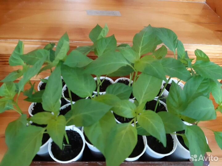 Рассада помидор,перца