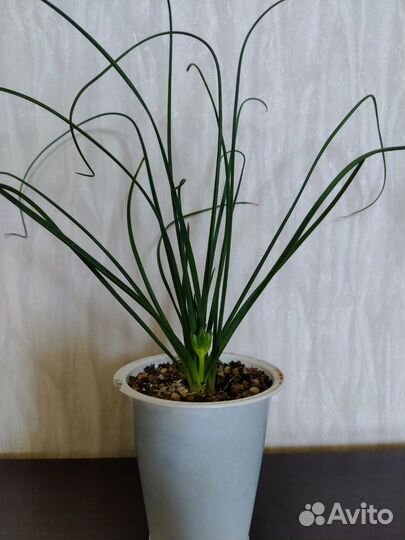 Альбука спиральная