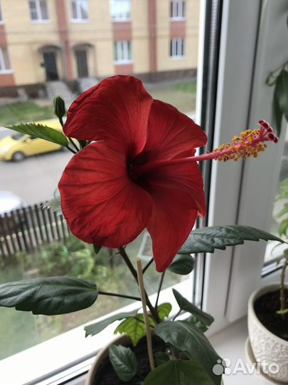 Гибискус красный