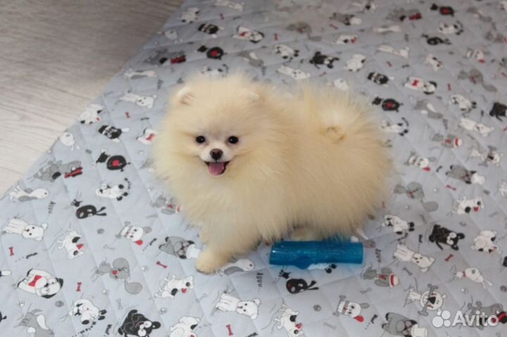 Померанский шпиц мини