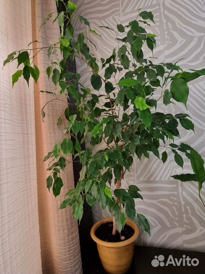 Фикус бенджамина