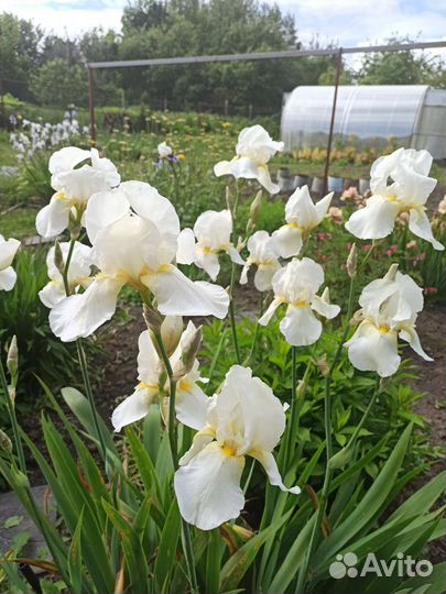 Ирис бородатый