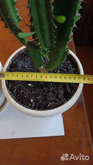 Молочай трехгранный