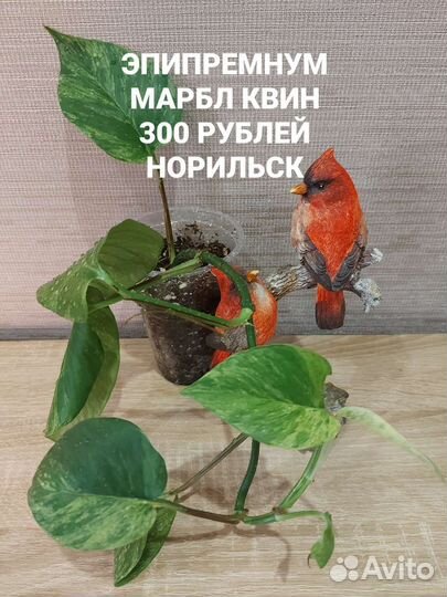 Филодендрон, сциндапсус