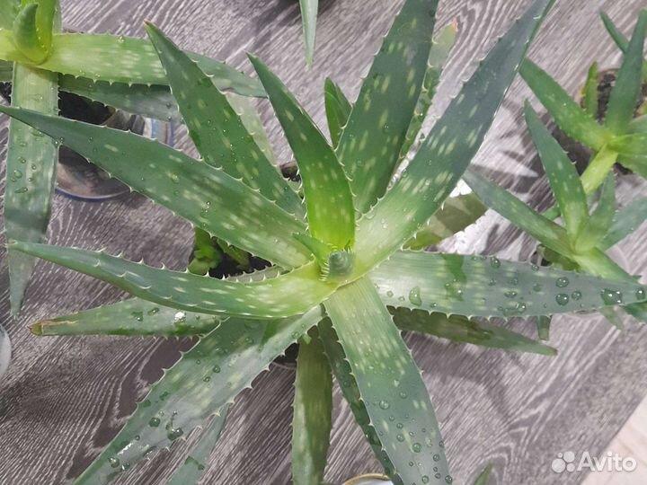 Алоэ столетник