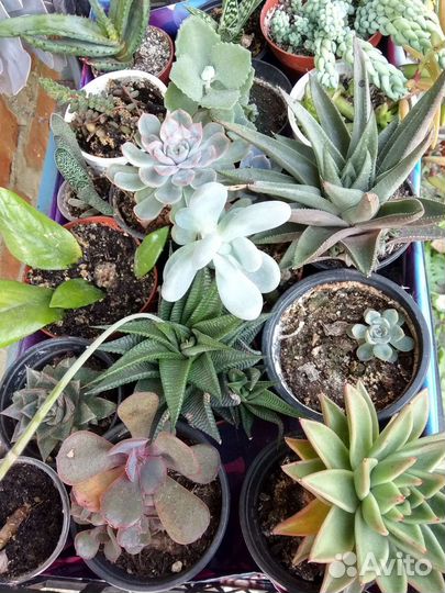 Суккуленты и сансевьеры