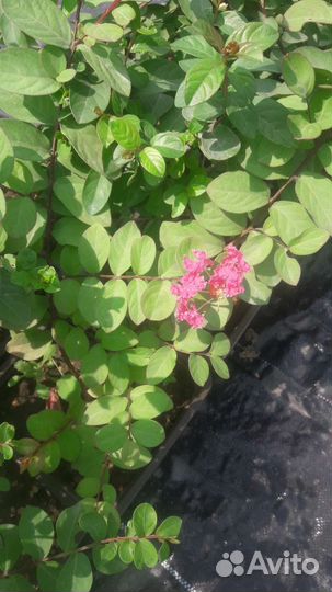 Лагерстремия