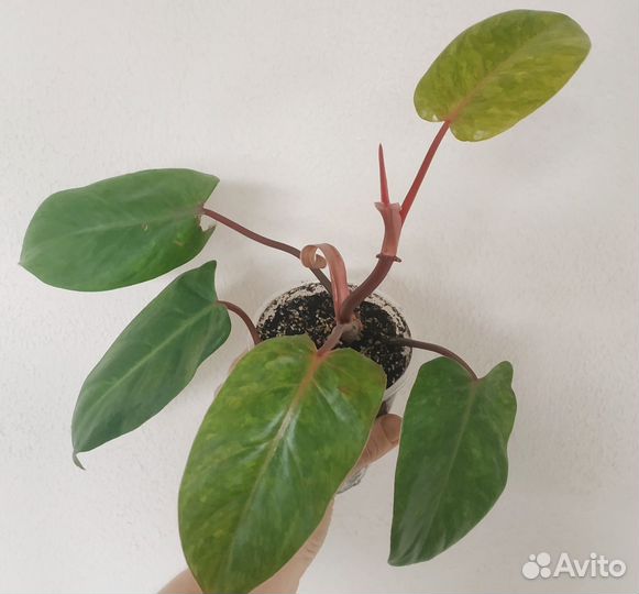 Филодендрон медуза