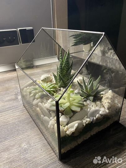Флорариум с сукулентами