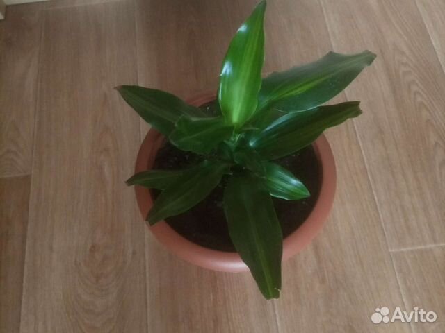 Драцена, и традисканция рео в горш