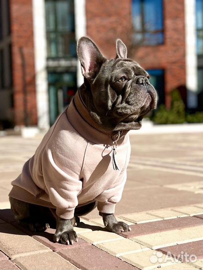 Французский бульдог кобель вязка