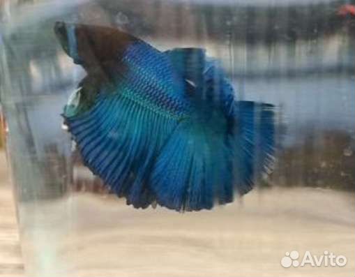 Рыбка петушок