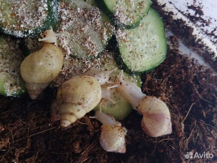 Улитки ахатины