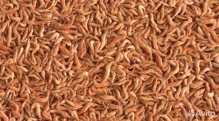 Гаммарус сушеный - стартовый корм для рыбы