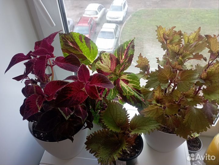 Колеусы сортовые