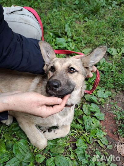 Девочка в добрые руки