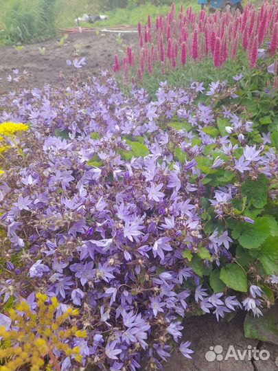 Многолетние цветы