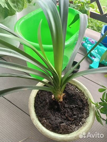 Комнатные цветы