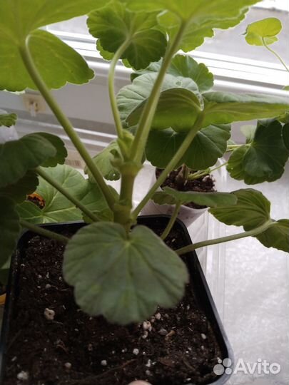 Пеларгония, хорошо укоренённые черенки