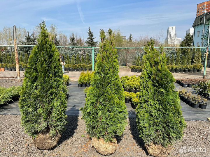 Туя Cмарагд из питомника