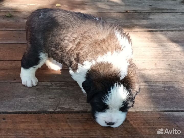 Щенки сенбернара