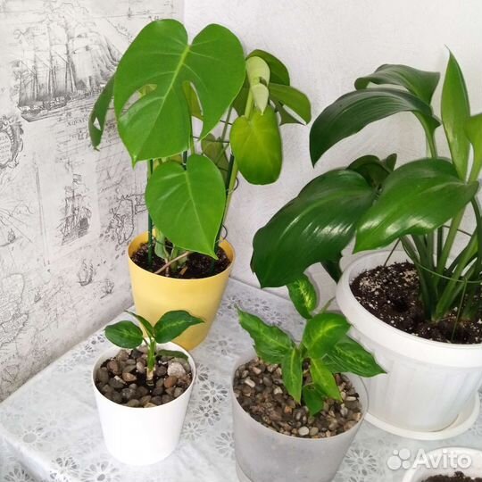 Комнатные растения цветы