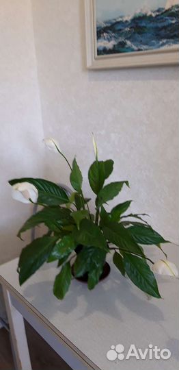 Спатифиллум