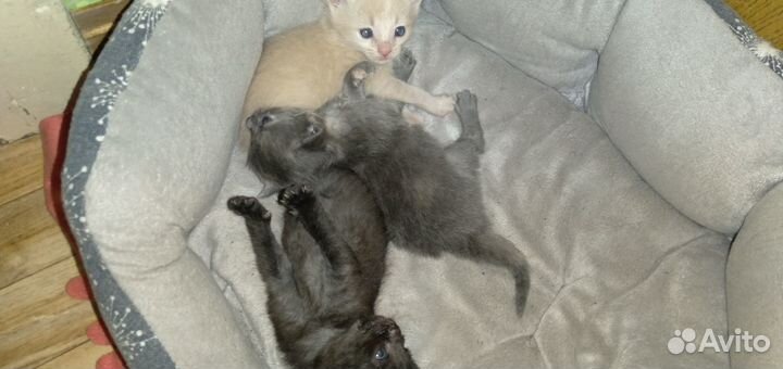 Котята в добрые руки