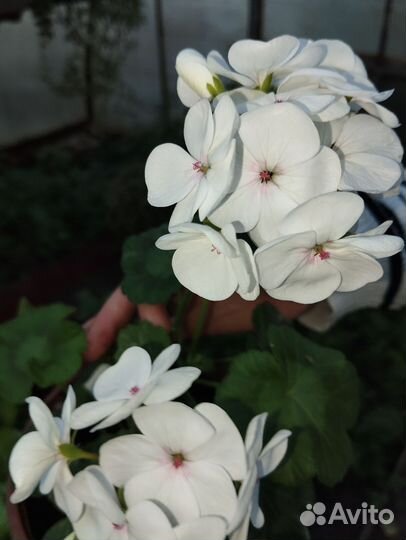 Пеларгония