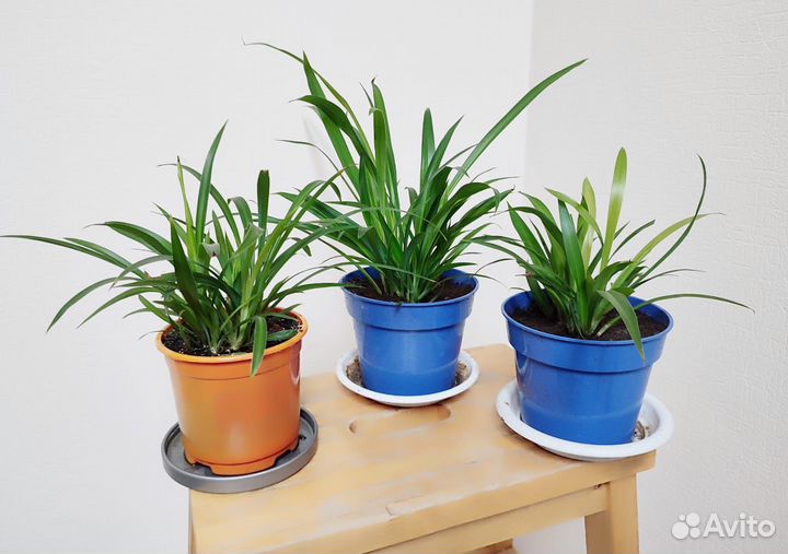 Хлорофитум